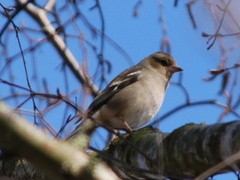 Fringilla coelebs coelebs