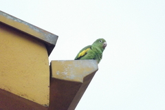 Brotogeris chiriri