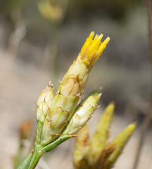 Cuniculotinus gramineus