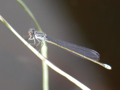 Pseudagrion deningi