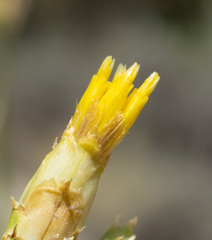 Cuniculotinus gramineus