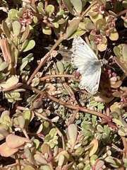 Heliopetes ericetorum