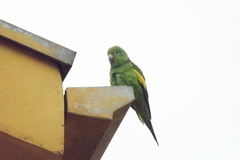 Brotogeris chiriri