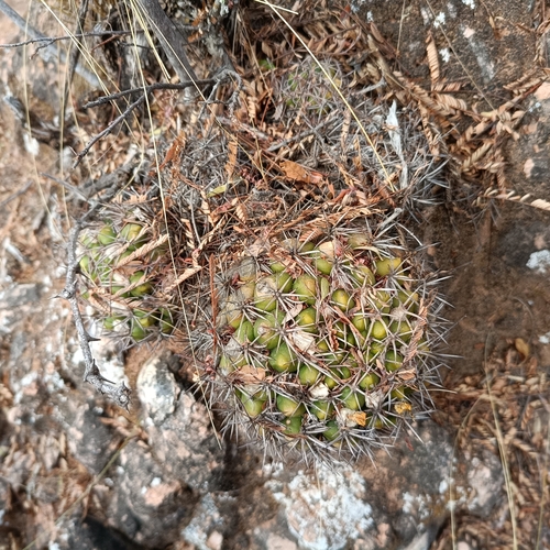 Weingartia neocumingii