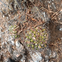 Weingartia neocumingii