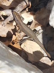 Algyroides nigropunctatus