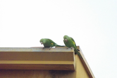 Brotogeris chiriri