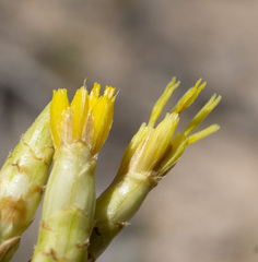 Cuniculotinus gramineus