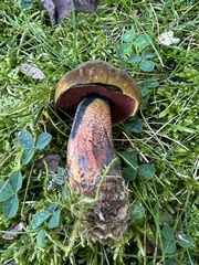 Neoboletus