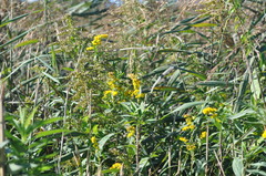 Solidago gigantea