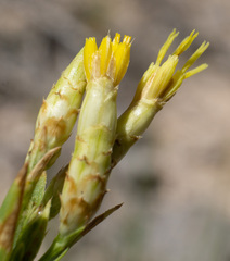 Cuniculotinus gramineus