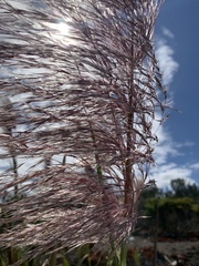 Cortaderia