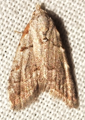 Nola thymula