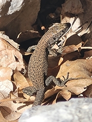 Algyroides nigropunctatus