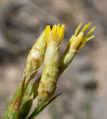 Cuniculotinus gramineus