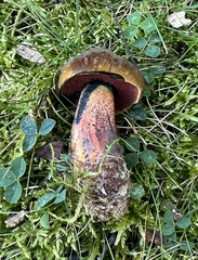 Neoboletus