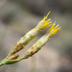 Cuniculotinus gramineus