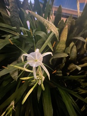 Hymenocallis