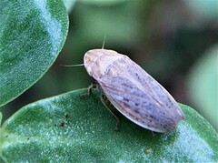 Prairiana sidana