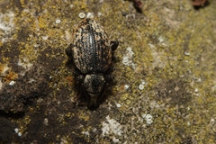 Otiorhynchus aurifer