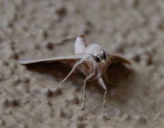 Heliothis phloxiphaga