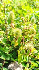 Acalypha alopecuroidea