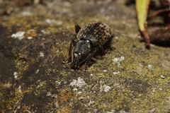 Otiorhynchus aurifer