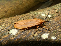 Phaegopterina