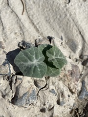 Cucurbita palmata