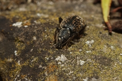 Otiorhynchus aurifer