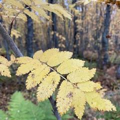 Sorbus aucuparia
