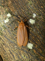 Phaegopterina