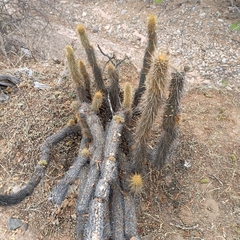 Cleistocactus buchtienii