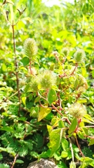 Acalypha alopecuroidea