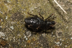 Otiorhynchus aurifer