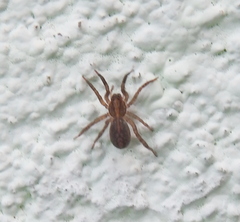 Trochosa