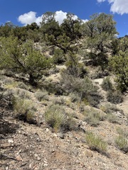 Cuniculotinus gramineus