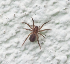 Trochosa