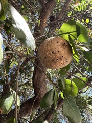 Andricus quercuscalifornicus