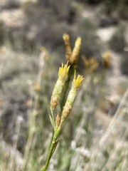 Cuniculotinus gramineus