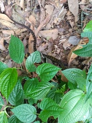 Dendrophidion percarinatum