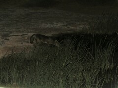 Vulpes vulpes silacea