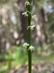 Platanthera ephemerantha