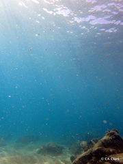 Stylocheilus striatus