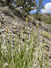 Cuniculotinus gramineus