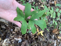 Nabalus serpentarius