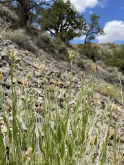 Cuniculotinus gramineus