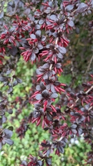 Berberis thunbergii