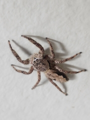 Platycryptus undatus