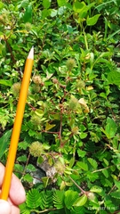 Acalypha alopecuroidea